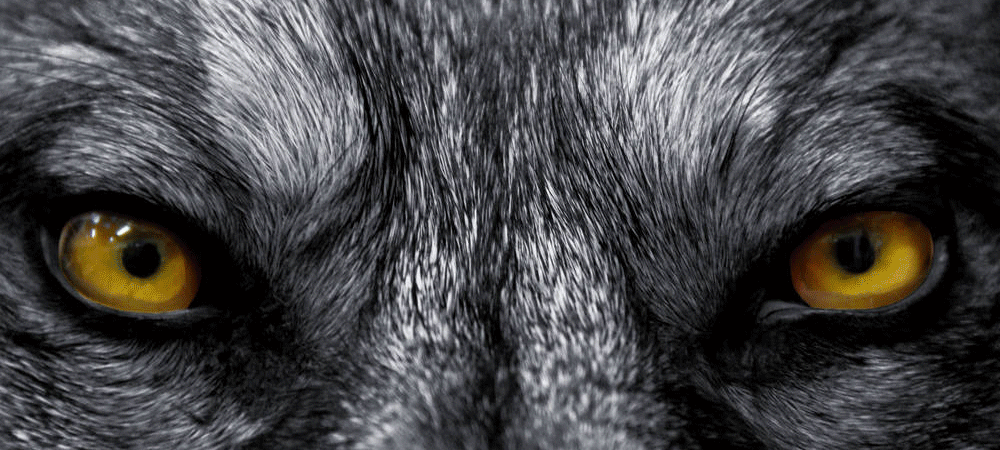 每周一练狼眼睛