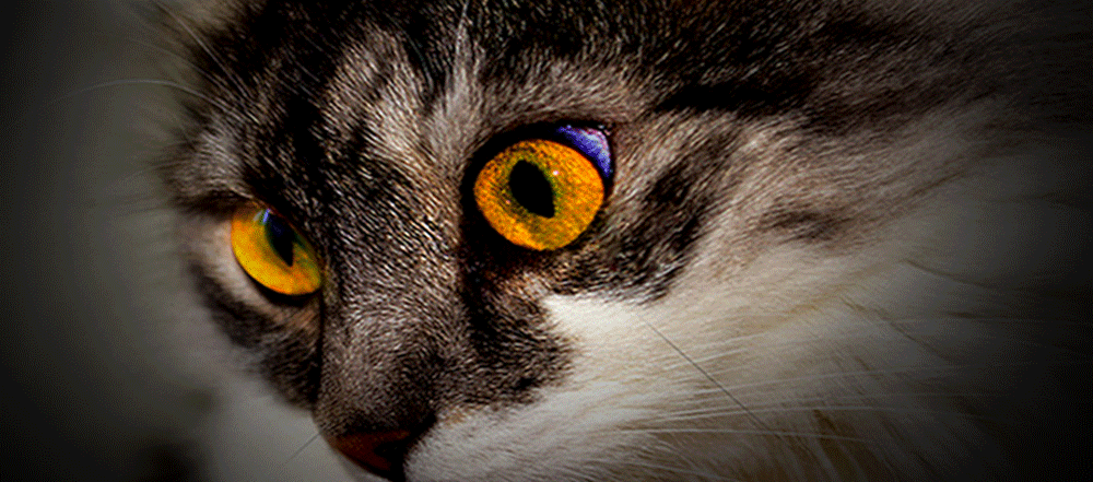 发光的猫眼睛