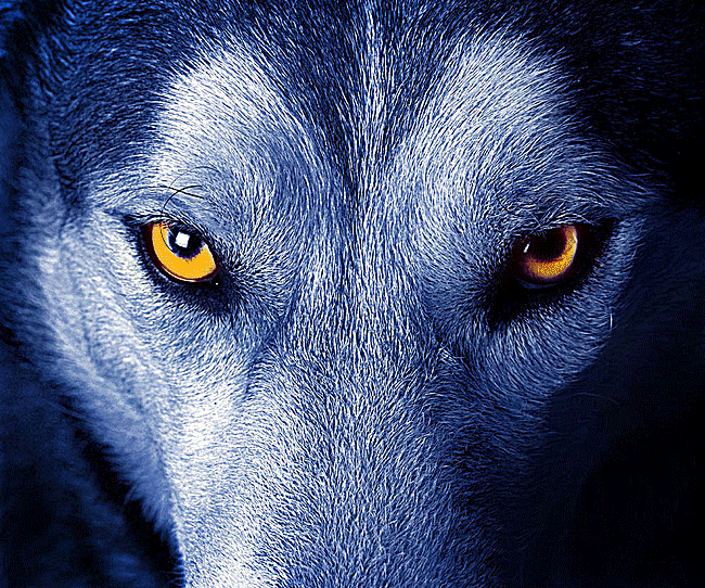 蓝色眼睛的狼图片