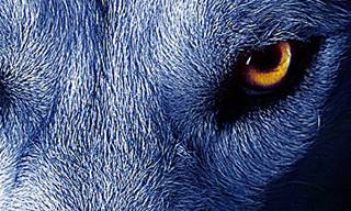 ps制作发光的狼眼睛gif动效-视达网