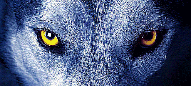 南极之恋狼眼gif