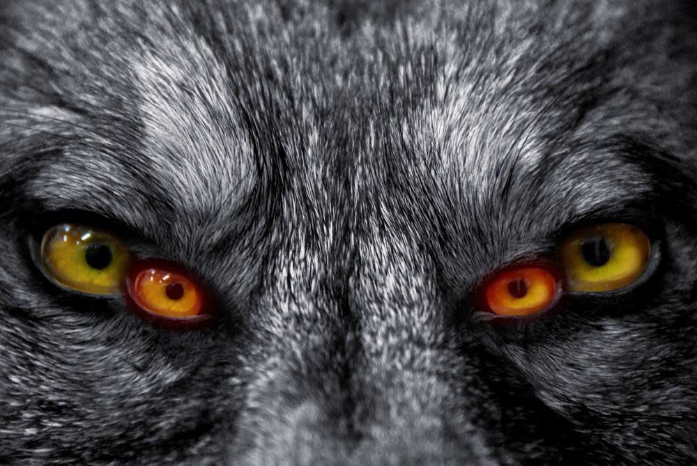 =》怕怕的四眼魔狼