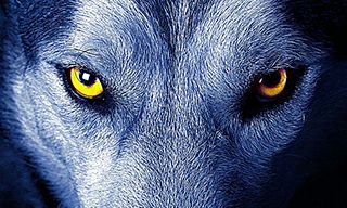 ps制作发光的狼眼睛gif动效-视达网