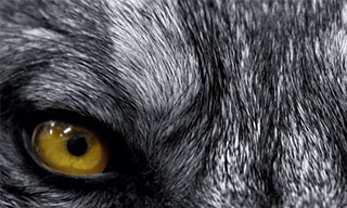 ps制作发光的狼眼睛gif动效-视达网