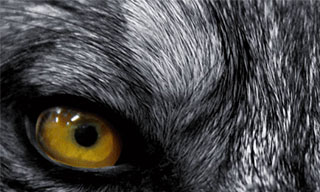 ps制作发光的狼眼睛gif动效-视达网