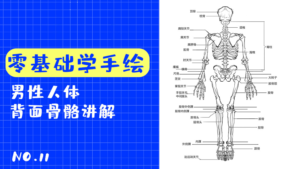 零基础学手绘:男士人体背面骨骼讲解视频教程