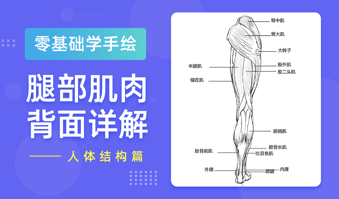 零基础学手绘-腿部肌肉背面详解视频教程