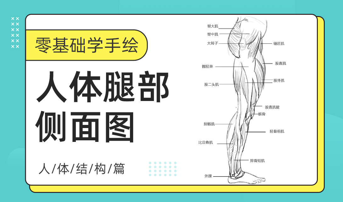 零基础学手绘:人体腿部侧面图视频教程